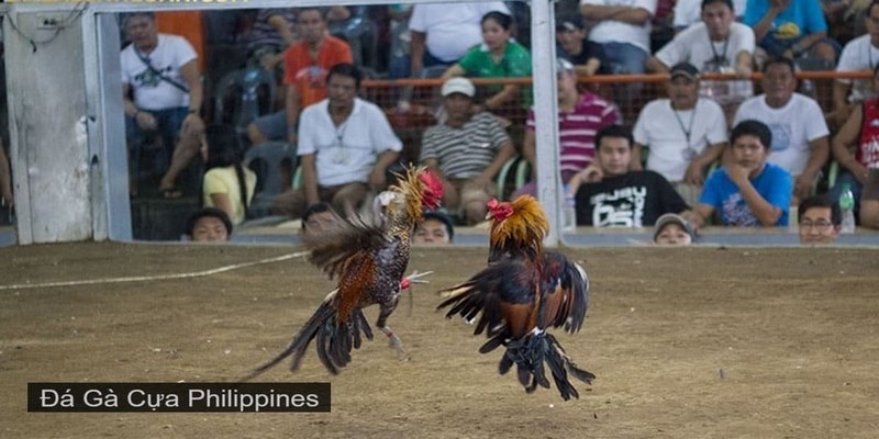 Tìm hiểu đá gà Philippines